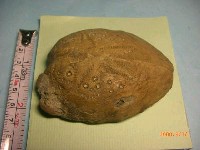 藏品(布萊恩海膽)的圖片